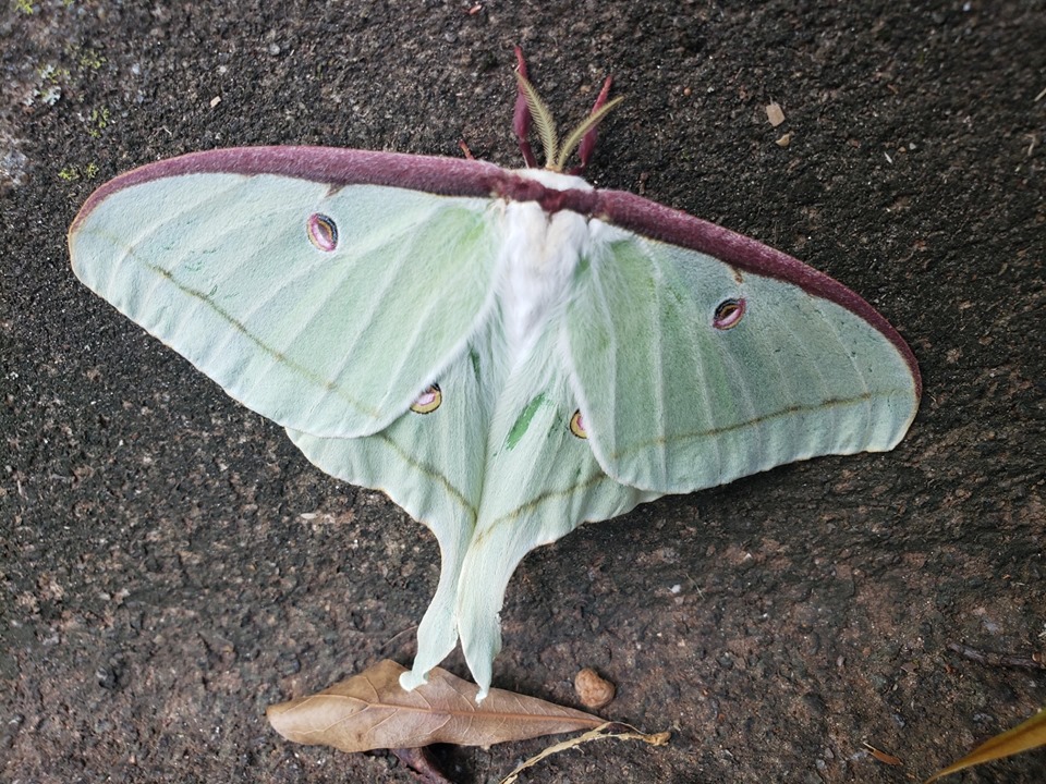 Luna moth