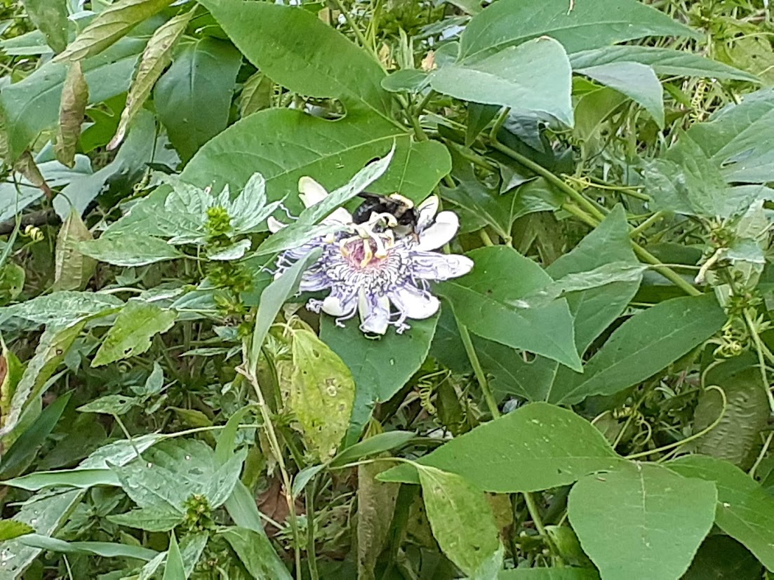 Passionflower with bee